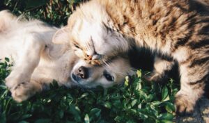 cats and dogs laying in the grass cuddling